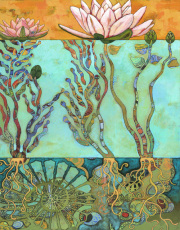 Lily Pond II